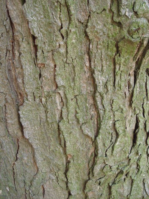 Acer saccharinum ecorce
